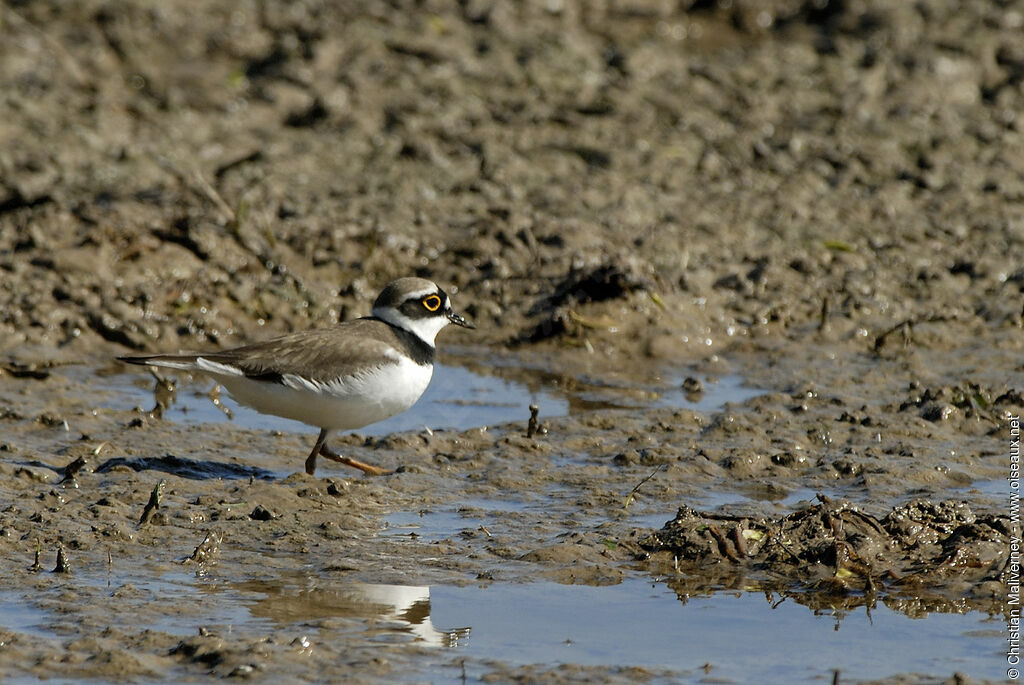 Little Ringed Plover male adult breeding