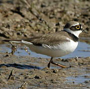 Little Ringed Plover