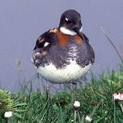 Red-necked Phalarope