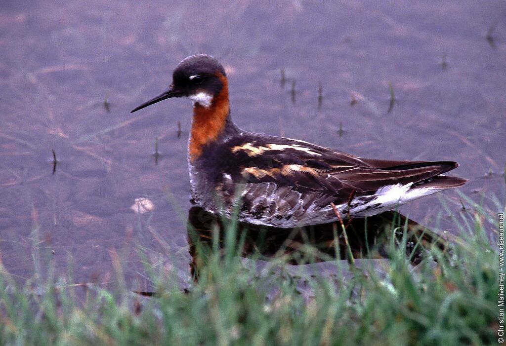 Phalarope à bec étroit femelle adulte nuptial, identification