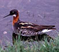 Red-necked Phalarope