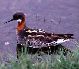 Phalarope à bec étroit