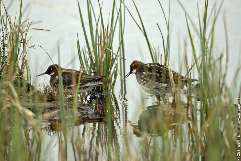 Red-necked Phalarope adult breeding, identification