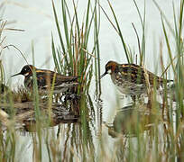 Phalarope à bec étroit