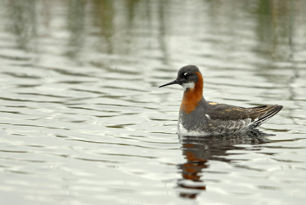 Phalarope à bec étroit femelle adulte nuptial, identification