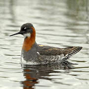 Red-necked Phalarope