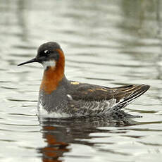 Phalarope à bec étroit