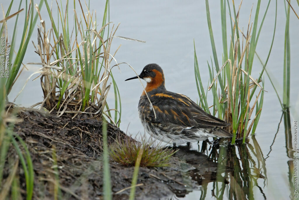 Phalarope à bec étroit femelle adulte nuptial, identification