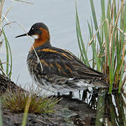 Phalarope à bec étroit