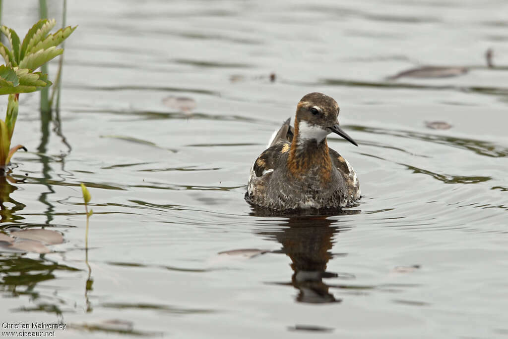 Red-necked Phalarope male adult breeding, close-up portrait