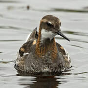 Phalarope à bec étroit