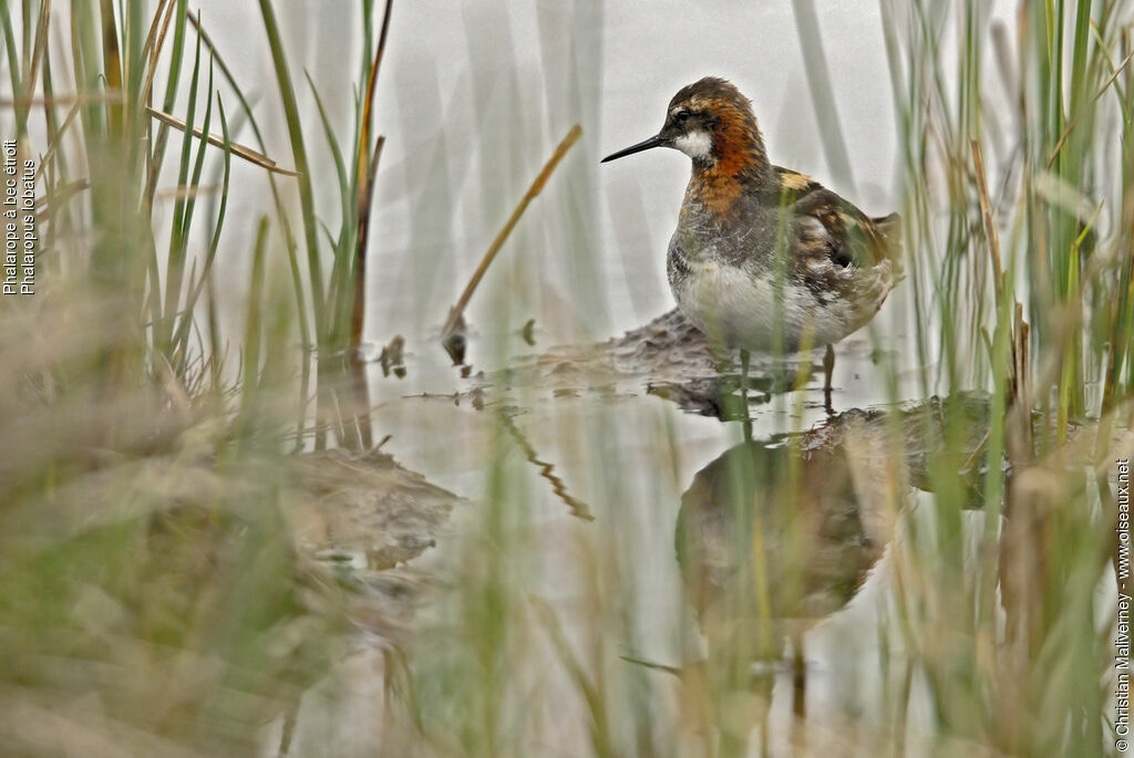 Red-necked Phalarope male adult breeding, identification