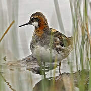 Red-necked Phalarope