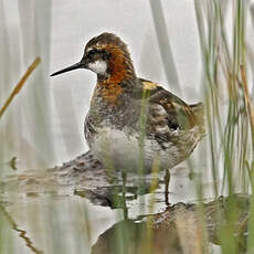 Phalarope à bec étroit