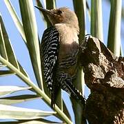 Gila Woodpecker