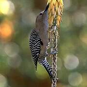 Gila Woodpecker