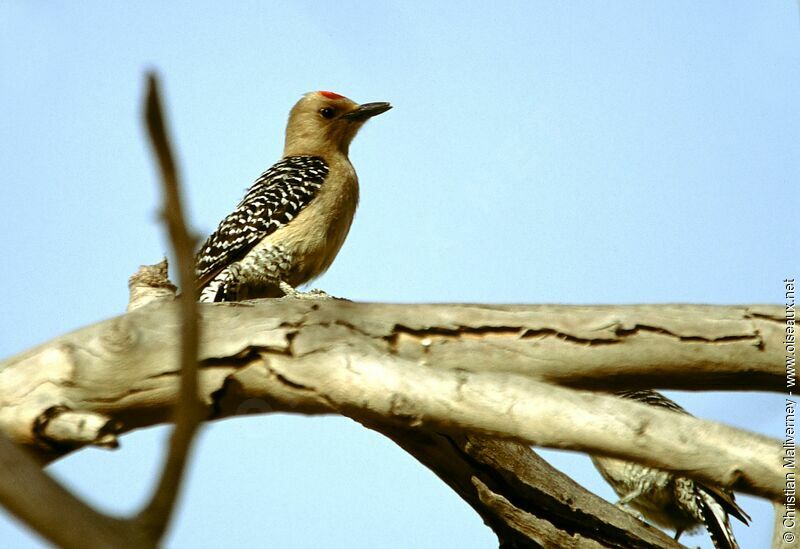 Gila Woodpecker male adult