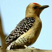 Gila Woodpecker