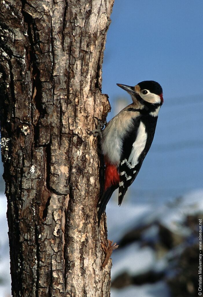 Great Spotted Woodpecker male adult