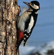 Great Spotted Woodpecker