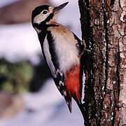 Great Spotted Woodpecker