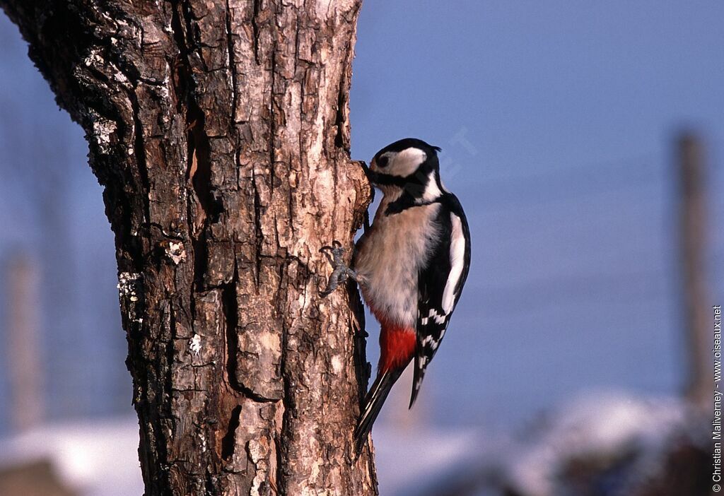 Great Spotted Woodpecker female adult