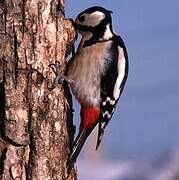 Great Spotted Woodpecker