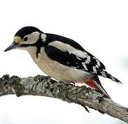 Great Spotted Woodpecker