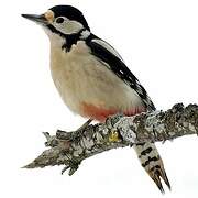 Great Spotted Woodpecker