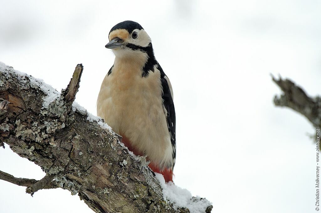 Great Spotted Woodpecker female adult