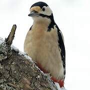 Great Spotted Woodpecker