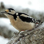 Great Spotted Woodpecker