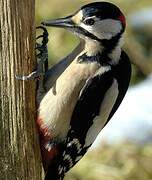 Great Spotted Woodpecker