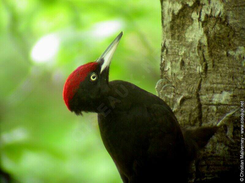 Черная птица с красной головой