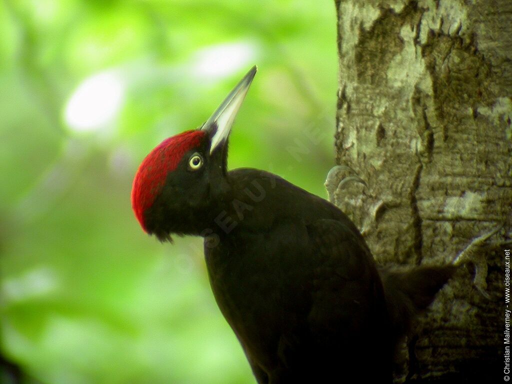 Black Woodpecker male adult