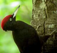 Black Woodpecker