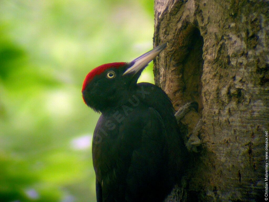 Black Woodpecker male adult