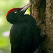 Black Woodpecker