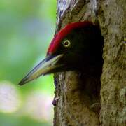 Black Woodpecker