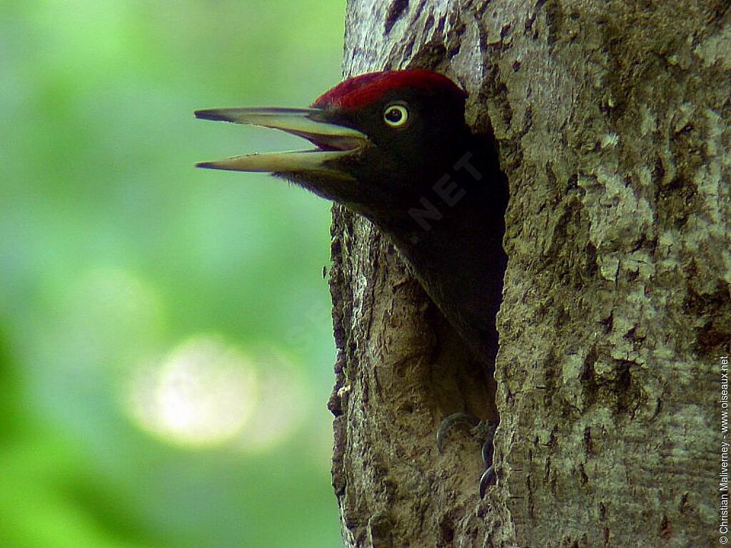 Black Woodpecker male adult