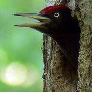 Black Woodpecker