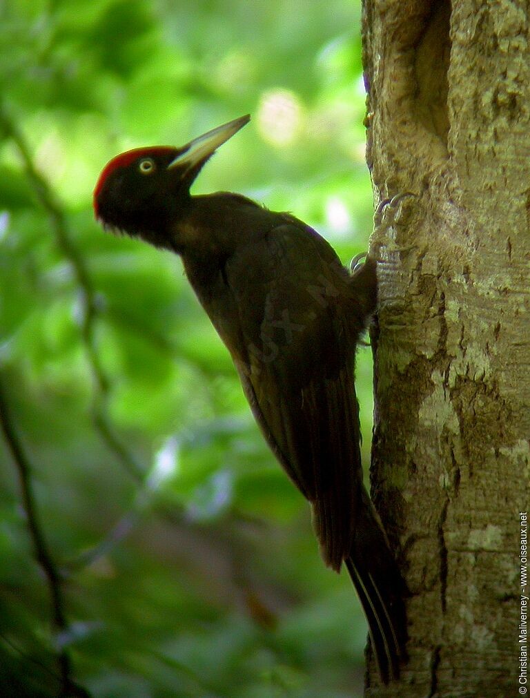 Black Woodpecker male adult