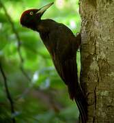 Black Woodpecker