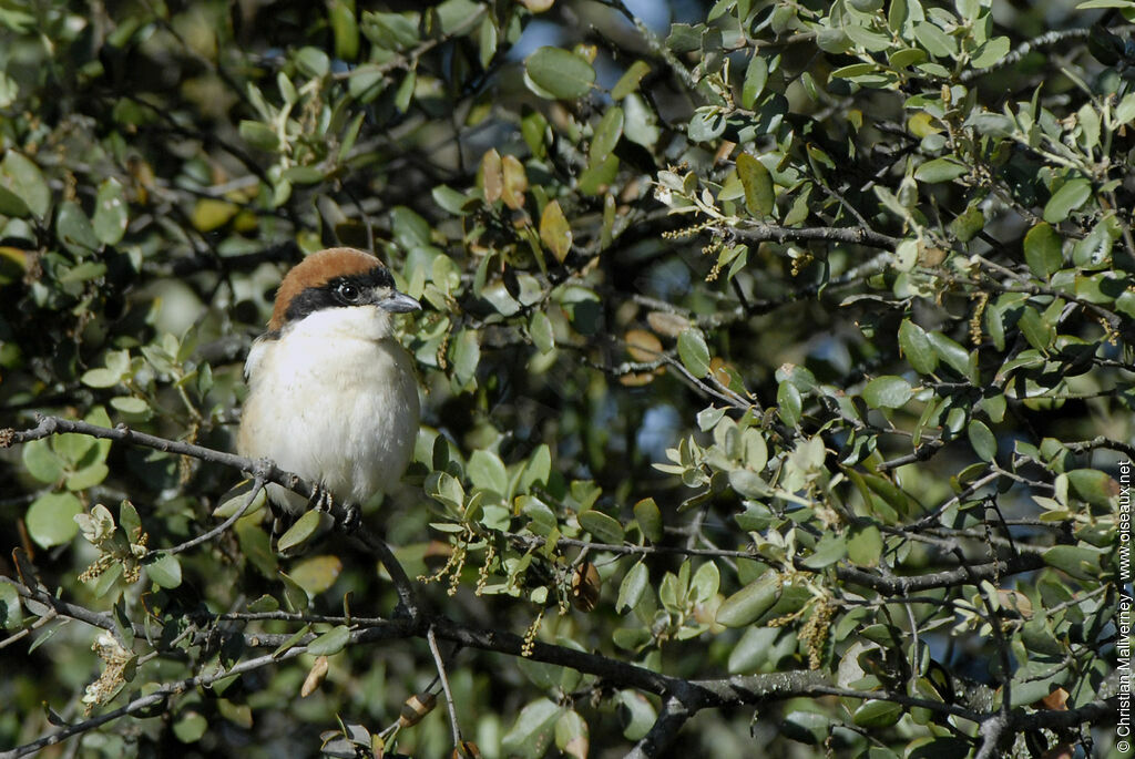 Pie-grièche à tête rousse mâle adulte