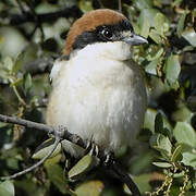 Woodchat Shrike