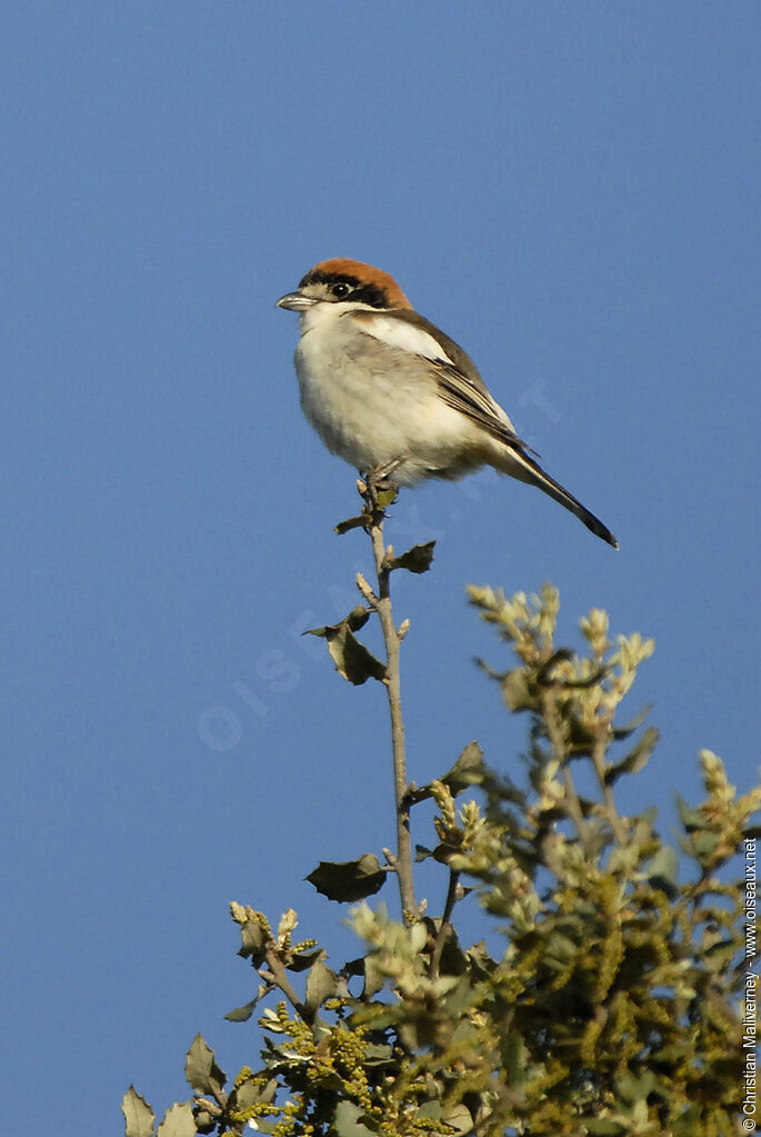 Woodchat Shrike female adult