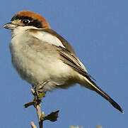 Woodchat Shrike