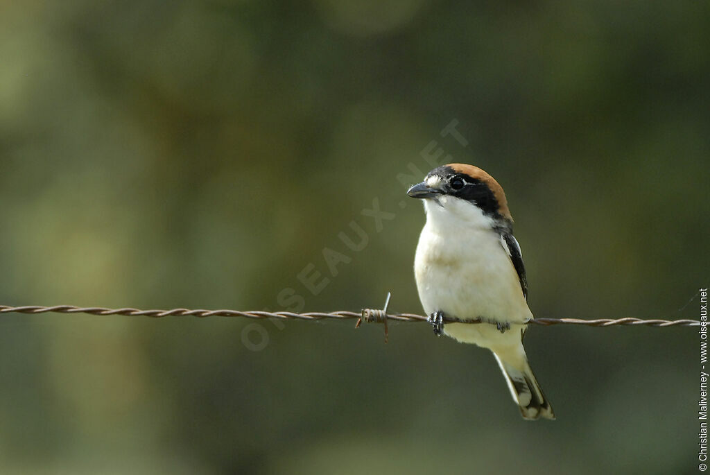 Woodchat Shrike female adult