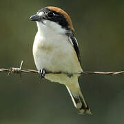 Woodchat Shrike