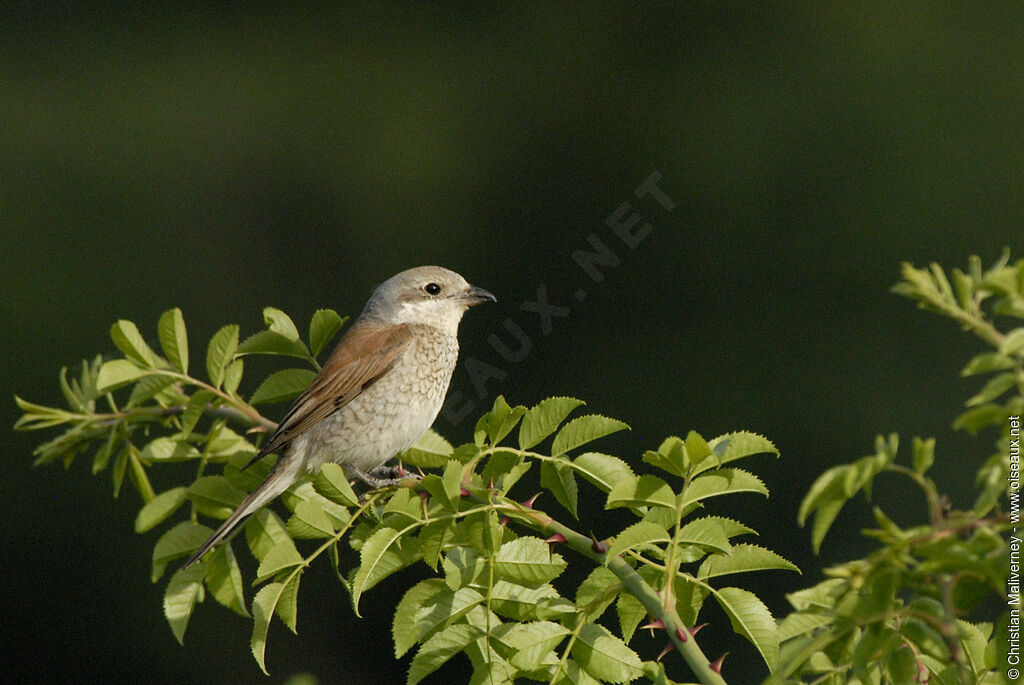 Red-backed Shrike female adult